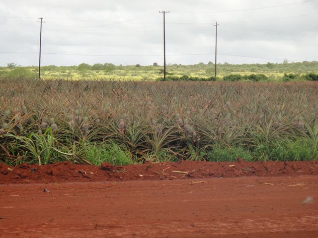 パイナップルエクスプレス その4