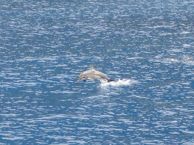 ハシナガイルカ その1