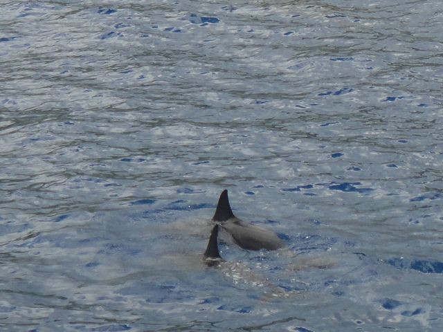 ハシナガイルカ その2