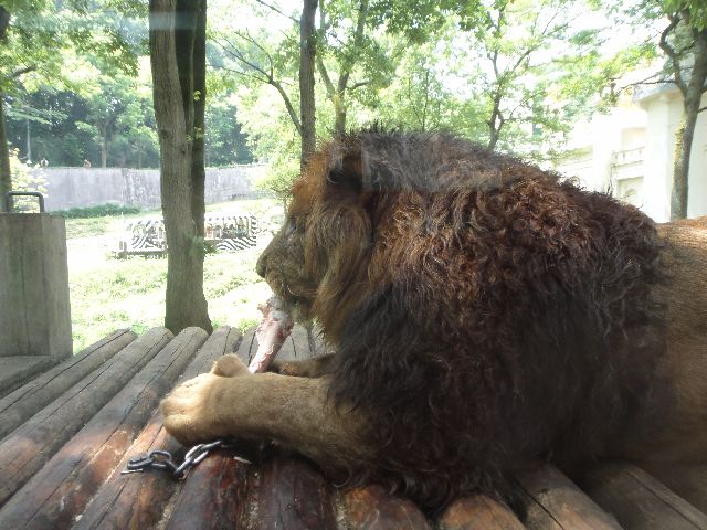 多摩動物公園 その4