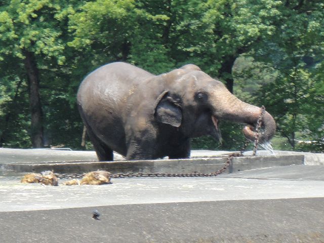 多摩動物公園 その11