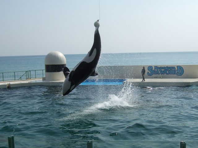 シャチショー その1