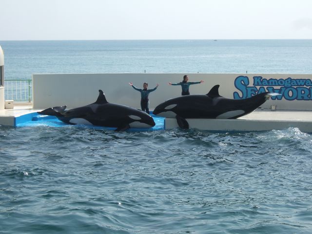 シャチショー その2