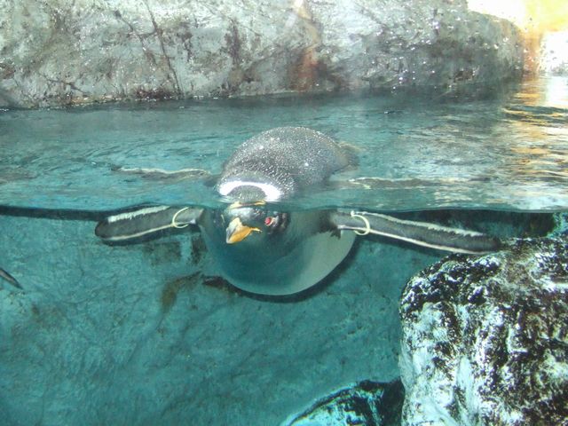 鴨川シーワールド その4