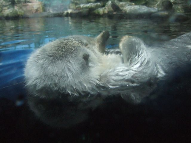 鴨川シーワールド その5