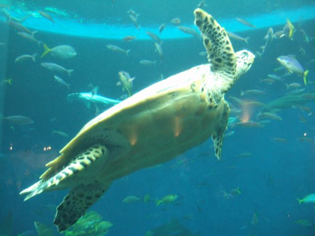 鴨川シーワールド その6