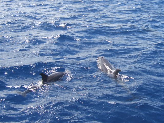 バンドウイルカ その2