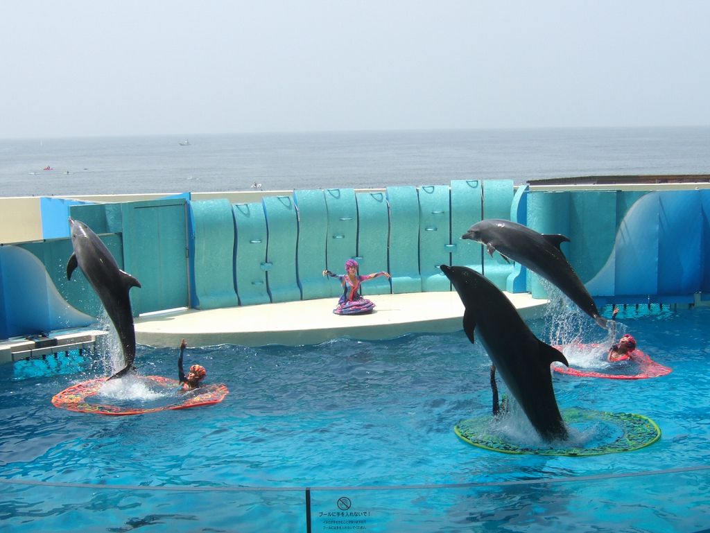 イルカショー その1