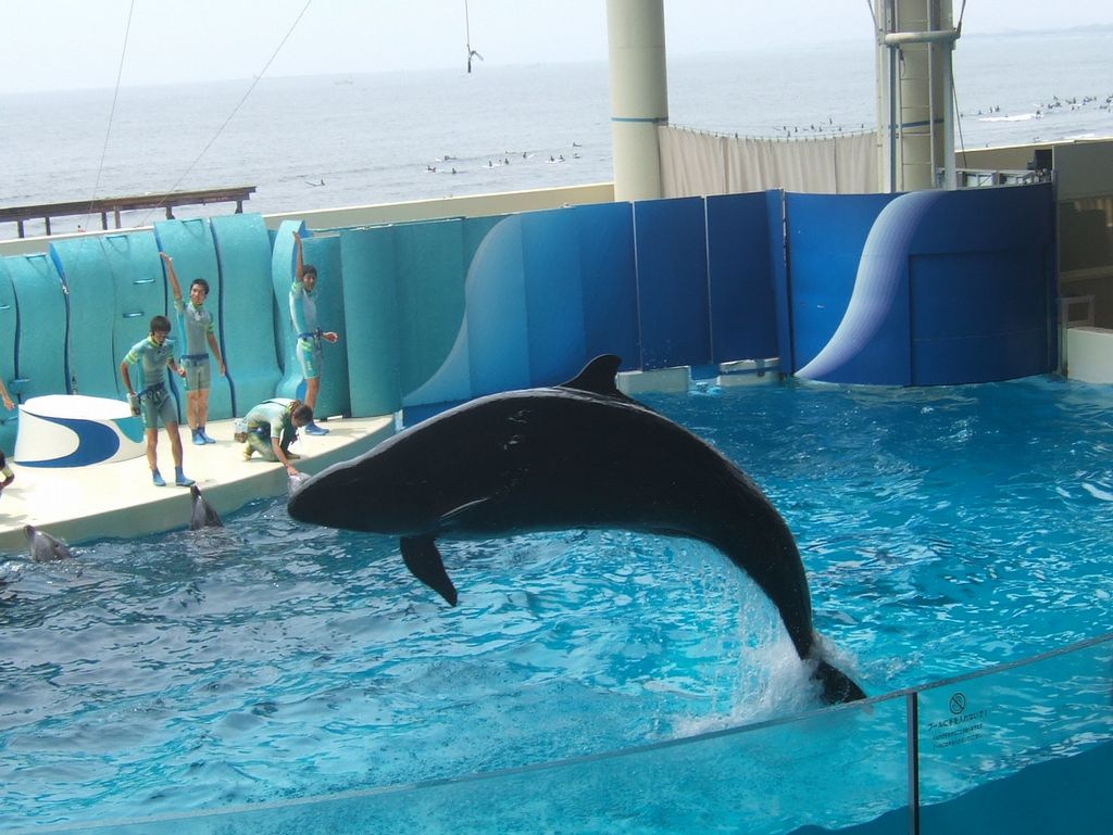 イルカショー その2