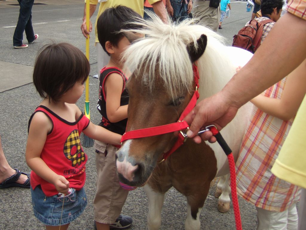 アメリカンミニチュアホース